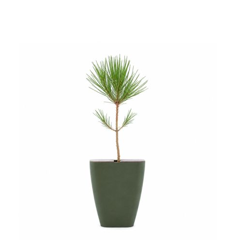 Boomgeschenk in doosje - Afbeelding 4